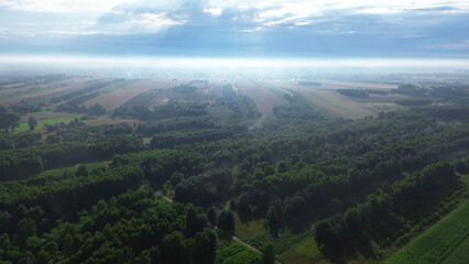 Summer mist over dense green forest