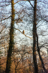 rapace perché dans les arbres au coucher du soleil