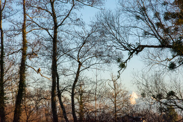 rapace perch&eacute; dans les arbres au coucher du soleil