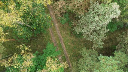 Dirt trail with colorful autumn foliage