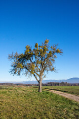 L’Arbre et le Gui Symbiose Poétique