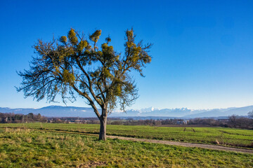 L’Arbre et le Gui Symbiose Poétique