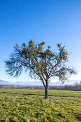 Obraz premium L’Arbre et le Gui Symbiose Poétique