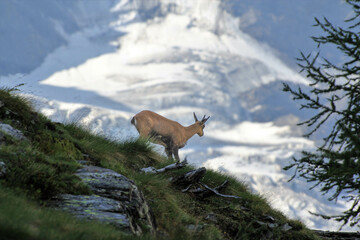chamois