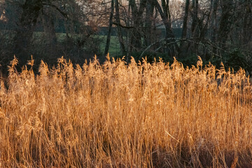 gros plan sur les roseaux au coucher du soleil