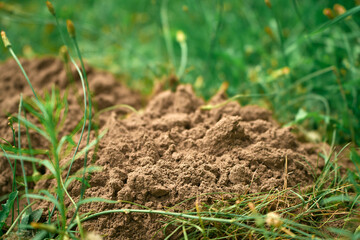 Molehill rising in field of grass and flowers