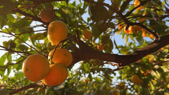 Orange mandarines on tree in tangerine orchard.