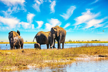 Fototapeta premium The elephants gather on the Chobe River.