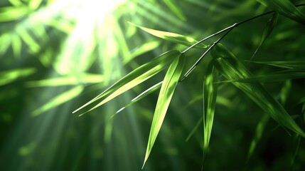 Bamboo leaves glowing in sunlight lush forest nature photography tranquil environment close-up view serenity concept