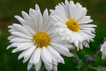 Fototapeta premium White daisies bloom in a vibrant garden during springtime sunlight