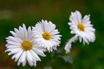 Fototapeta premium Beautiful white daisies bloom in a lush green garden during springtime