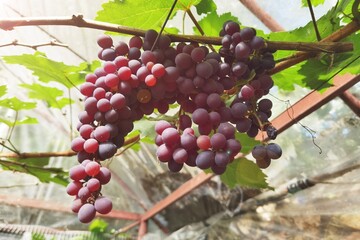 Red ripe grapes in the garden 