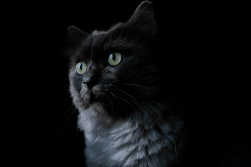 Portrait of a black british long hair cat with dark background