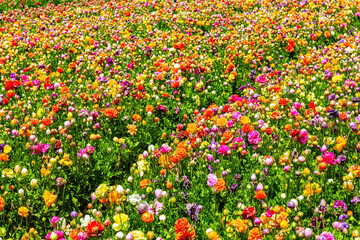 Mgnificent bright floral carpet