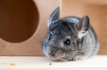 Chinchilla is sitting on the wooden flooring of the cage Chinchilla - domestic pet