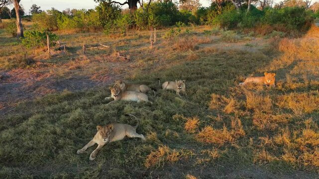 Aerial View of Lionesses at Okavango Delta, Botswana