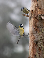    Blaumeise (Cyanistes caeruleu)