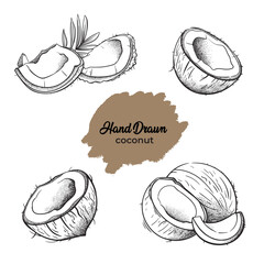 Line sketch illustration of coconut. Hand drawn coconut.