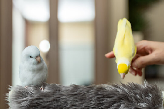 Tiny parrot parakeet white and yellow Forpus bird Pacific Parrotlet rest on branch.