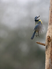    Blaumeise (Cyanistes caeruleu)