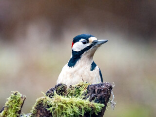  Buntspecht (Dendrocopos major)