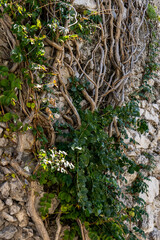 Natural rock walls with trees and vines reaching towards the sky.