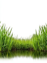 Fototapeta premium Reflective Tranquility Lush Green Grass and Reeds by Still Water