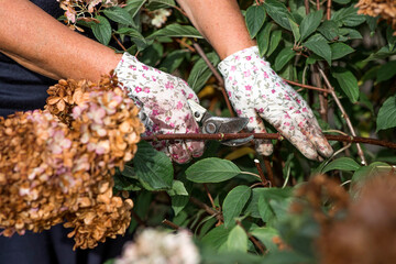 Autumn gardening. The gardener uses pruning shears. Pruning hydrangea bushes with pruning shears after flowering. Cottage and garden flower care.