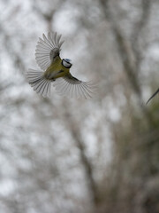    Blaumeise (Cyanistes caeruleu)