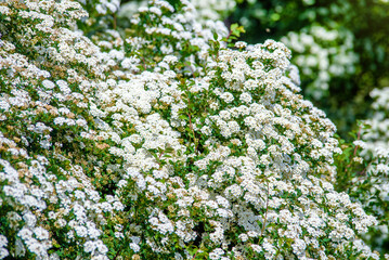 Spirea bushes bloom in the spring in May