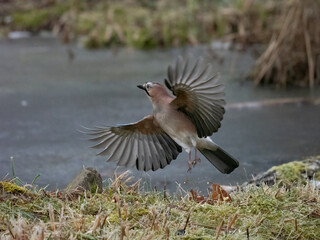 Eichelhäher (Garrulus glandarius)