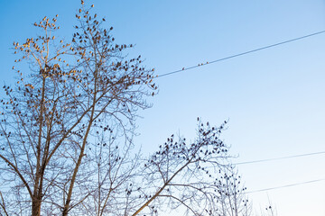 A flock of sparrows on tree branches without leaves. Trees with birds on branches in an urban environment, between wires.