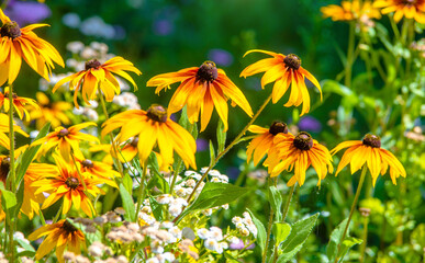 Yellow daisies grow in the meadow in summer
