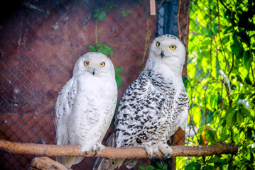 A pair of snowy owls are sitting in the zoo
