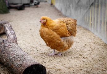 A chicken is standing on a sandy ground next to a log