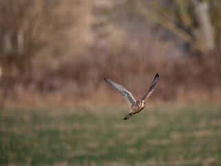Turmfalke (Falco tinnunculus)