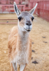 A brown and white llama is standing in a dirt field