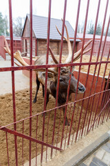 A deer is standing in a pen with a red fence