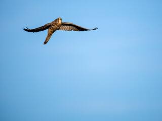 Turmfalke (Falco tinnunculus)