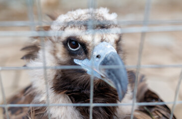 A bird is looking at the camera through a wire cage