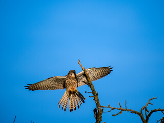 Turmfalke (Falco tinnunculus)