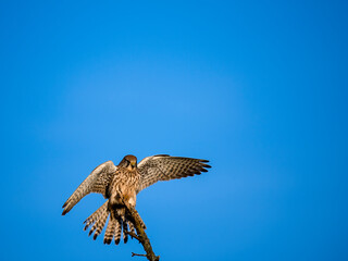 Turmfalke (Falco tinnunculus)