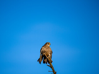 Turmfalke (Falco tinnunculus)
