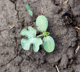 A small plant is growing in the dirt