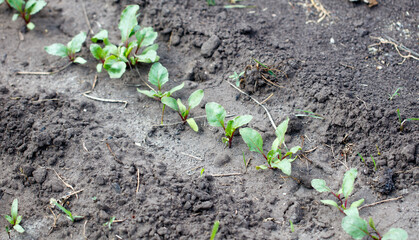 A row of plants are growing in a dirt field