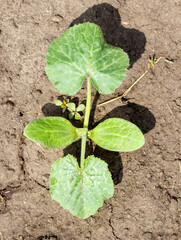 A small plant with green leaves is growing in the dirt