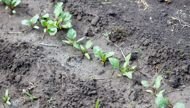 A row of plants are growing in a dirt field