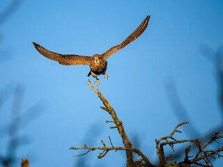 Turmfalke (Falco tinnunculus)