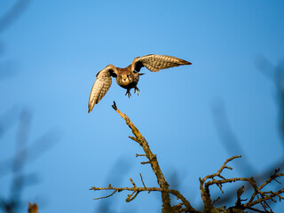 Turmfalke (Falco tinnunculus)