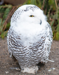 A white owl with a yellow beak and eyes stands on a dirt road